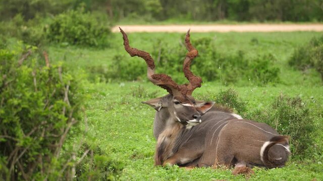 Majestic huge male Kudu relaxes on African savanna; muddy spiral horns
