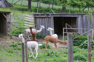 alpaka farm lama