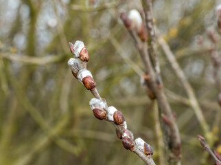 A branch of a flowering plant. Spring moments. Part of a willow bush.