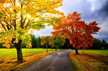 Maple trees with colored leafs along asphalt road at autumn/fall daylight. Countryside landscape, sunlight,cloudy sky.  .