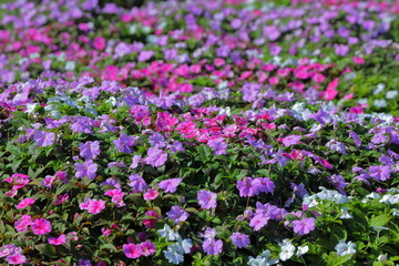 小さな花の花畑