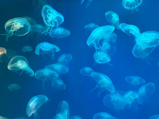 aquarium jellyfish background