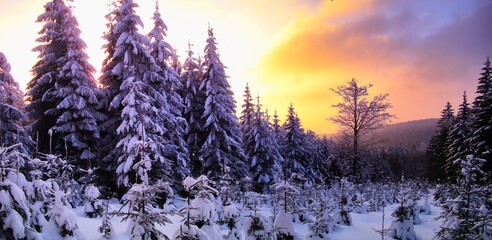 Beautiful scenic winter landscape with the snow covered spruce trees,mountain forest at winter evening, sunset,sunlight, sky and clouds, relaxing nature. Can be used as christmas photo, panoramic. .