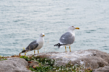 
Pair of seagulls on top of a wall