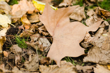 Fallen leaves of a hazel tree in a local park 