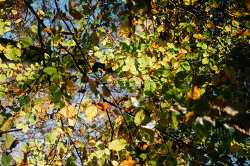 autumn leaves on the tree