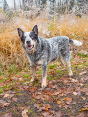 Allerted Gray dog on muddy forest path with colorful leaves.  Australian Cattle Dog in forest. Dog standing in water with  autumn forest background,