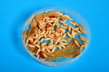 White maggots in a plastic box. common house fly (Musca domestica) worms. bait for fishing