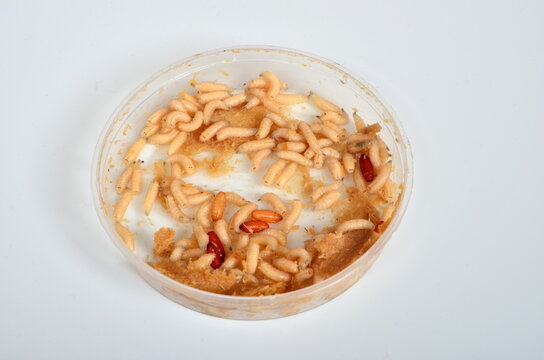 White maggots in a plastic box. common house fly (Musca domestica) worms. bait for fishing