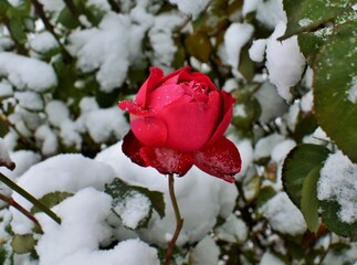 rose in snow