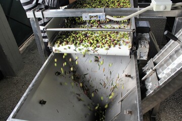 Removal of olive leaves in olive oil mill during extra virgin olive oil production process in the outskirts of Athens in Attica, Greece, November 1 2019.
