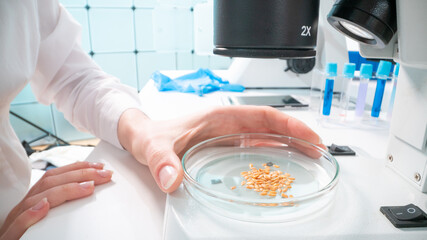 Inspection of the quality of agricultural seeds. Checking the quality of the seed before planting...