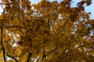 October sunny day in the park. Tall trees with the remains of foliage on the branches against the...