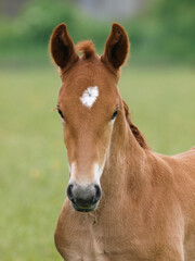 Suffolk Punch Foal