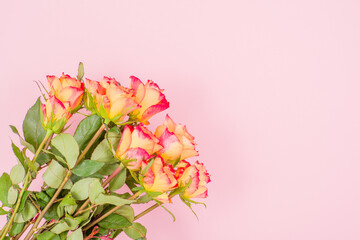 Obraz na płótnie Canvas Rose flowers on a colored background