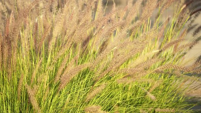 Fluffy grass waving in the morning wind.