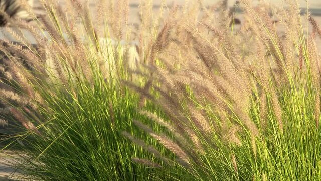 Tall grass on a windy day leaning from right to left