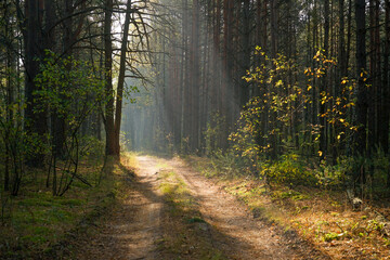 The rays of the morning sun in the forest scatter in the fog