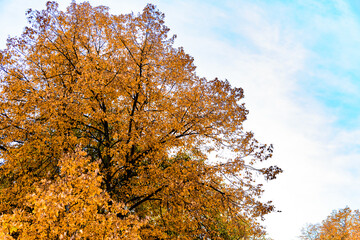 October sunny day in the park. Tall trees with the remains of foliage on the branches against the...
