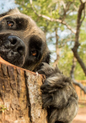Close-up of a brindle boerboel retriever dog peeping over a tree trunk.