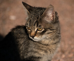 Obraz premium tabby kitten closeup