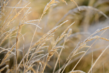 Obraz premium Wild grasses in winter are covered with a thin layer of hoarfrost in the cold
