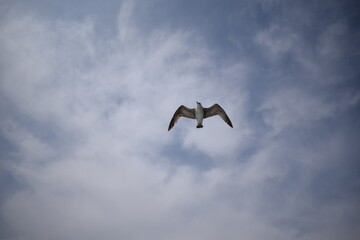 seagull flying in the sky