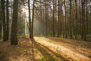 The rays of the morning sun in the forest scatter in the fog
