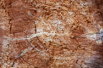 Photo of old cherry cutaway