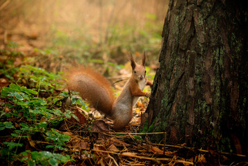 Red fluffy squirrel in a autumn forest. Curious red fur animal among dried leaves.