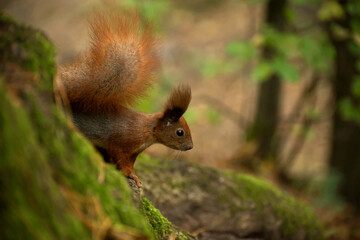 Naklejka na ściany i meble Red fluffy squirrel in a autumn forest. Curious red fur animal among dried leaves.