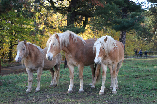 pferde halfinger auf koppel stehend herde