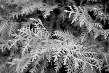 Thuja tree close-up background. Black and white
