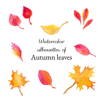Watercolor silhouettes of autumn leaves of maple, barberry and mountain ash