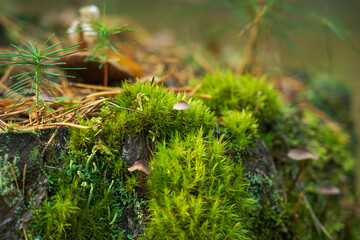 Green moss with spores on the stump. Moss bloom