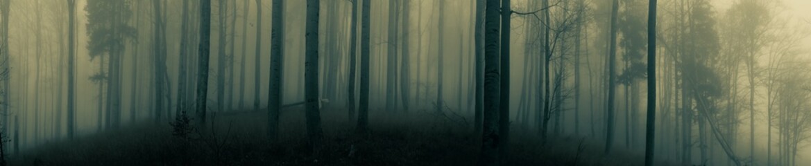 Creepy beech trees forest in Jeseniky mountains at autumn. Gloomy hilly foggy landscape, tree...