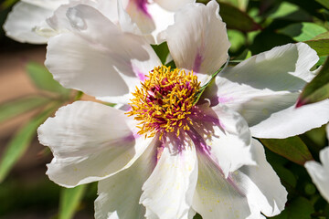 Close-up of white-pink paeonia officinalis in the summer garden
