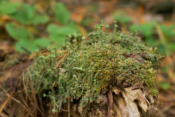 Green moss with spores on the stump. Moss bloom