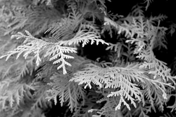 Thuja tree close-up background. Black and white