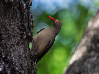 A Red-billed Oxpecker perched on a tree trunk, Greater Kruger.