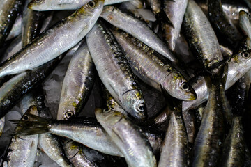 Fototapeta premium Closeup on fresh sardines. Local fish market 