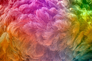 ostrich feathers as a background