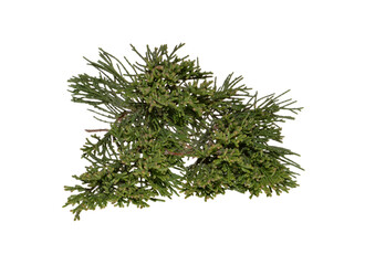 thuja isolated on white background