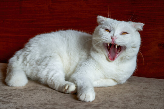 Close-up of a cute pure white british shorthair pet cat
