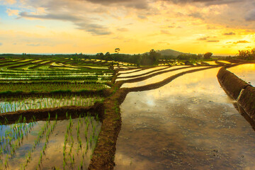 Fototapeta na wymiar beauty sky reflection in rice fields indonesia