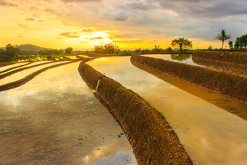 beauty sunset at rice fields in north bengkulu, indonesia