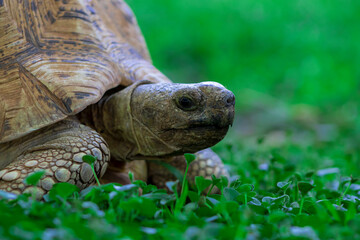 Close up of a cute turtle lying in the green grass. Namibia