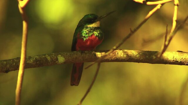 A green-tailed jacamar perched on a limb hunting insects in the golden sunlight
