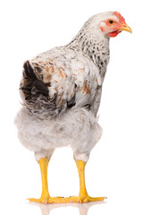 back side of one white chicken isolated on white background, studio shoot