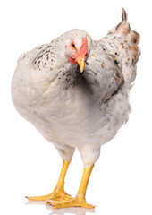 one white chicken isolated on white background, studio shoot